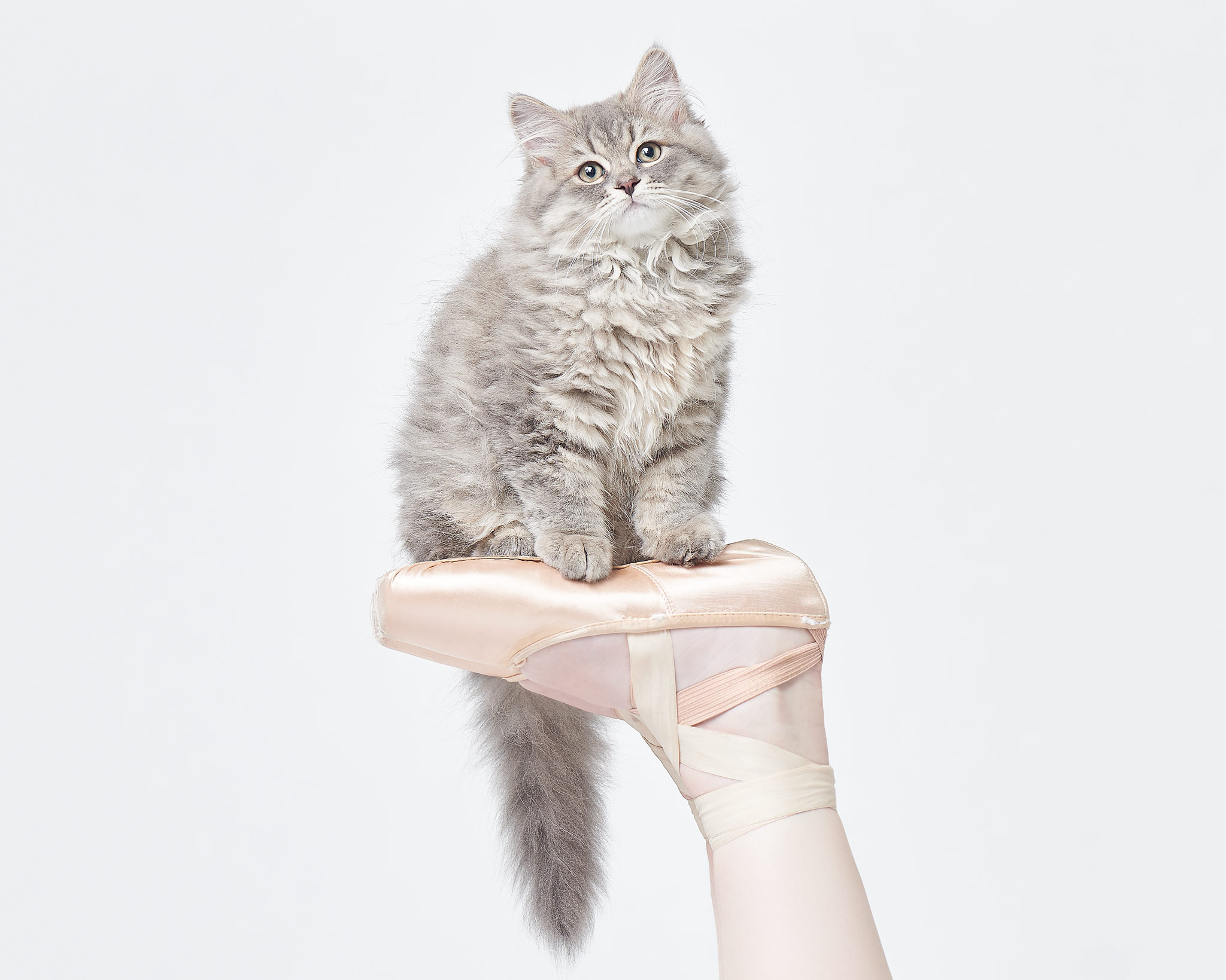 Animal_16