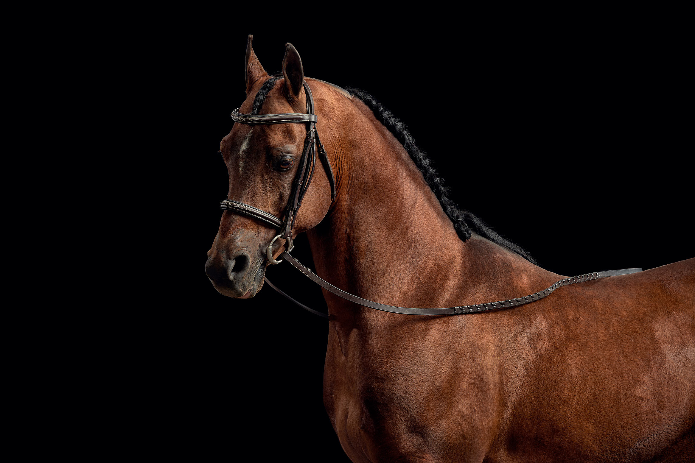 Arabian_Horse_Black_Studio