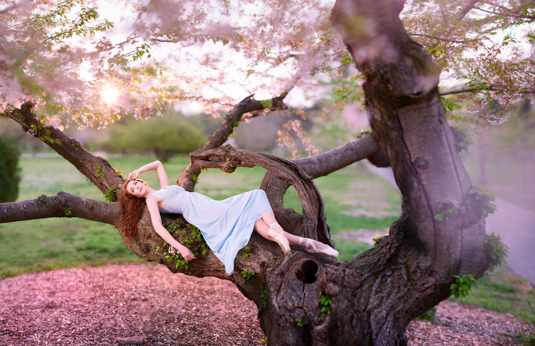 Ballet portrait in flowering tree.
