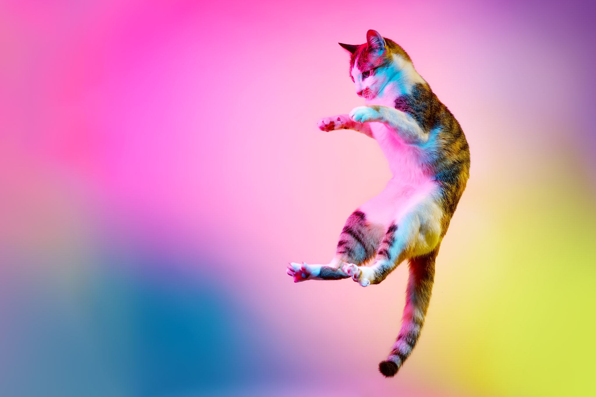 Cat_Jumping_Multi_Color_Lights_Studio
