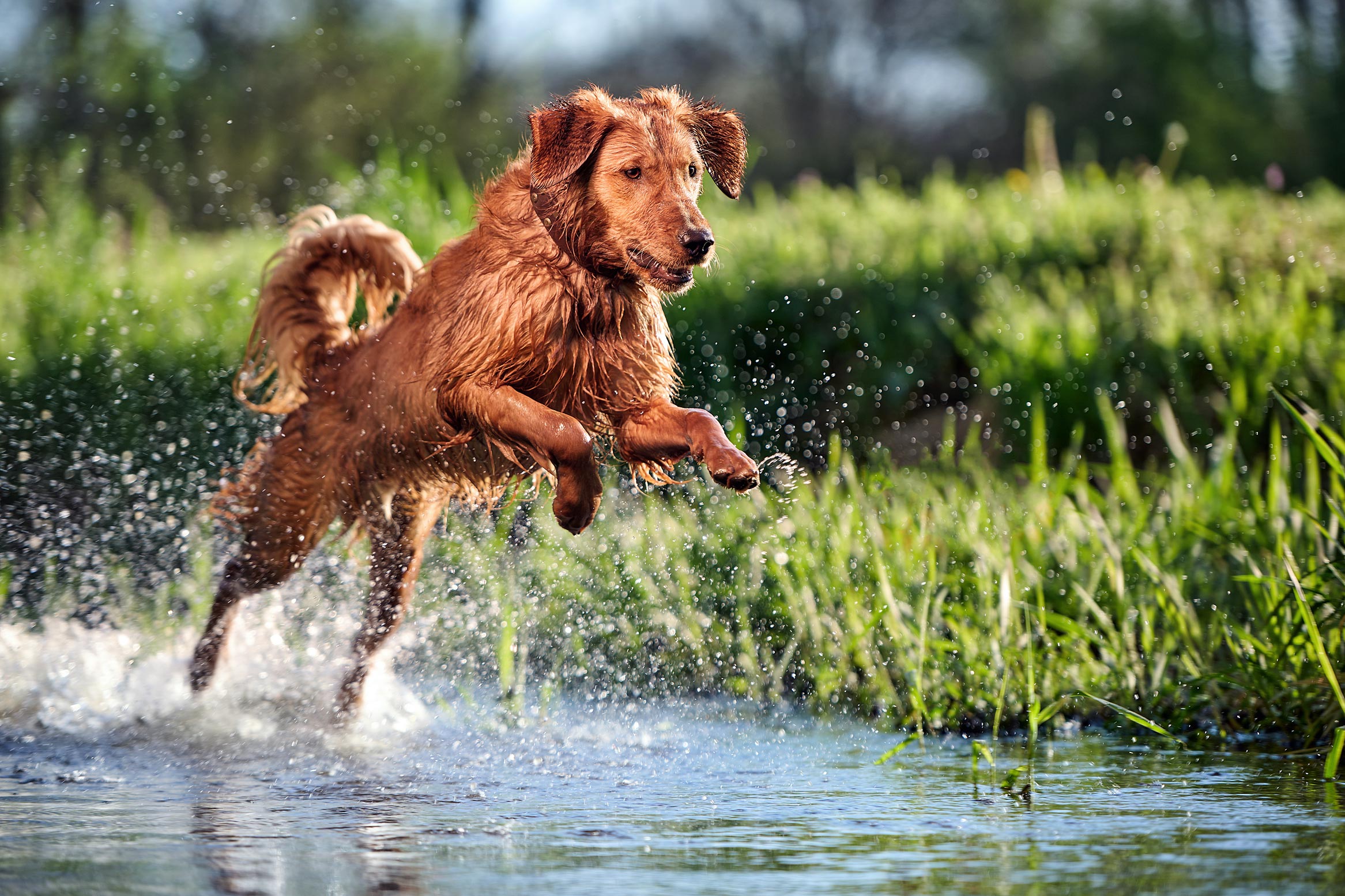 Copper Water Dog