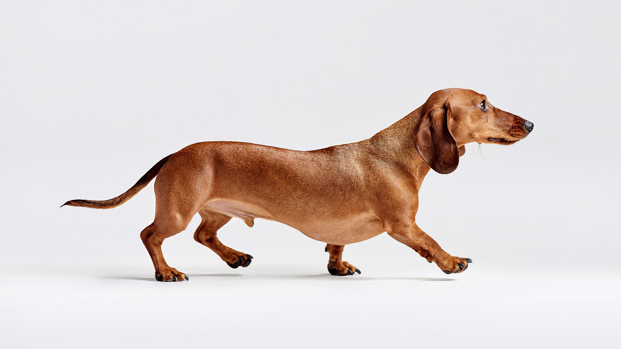 Dachshund_Dog_Profile_Studio_White