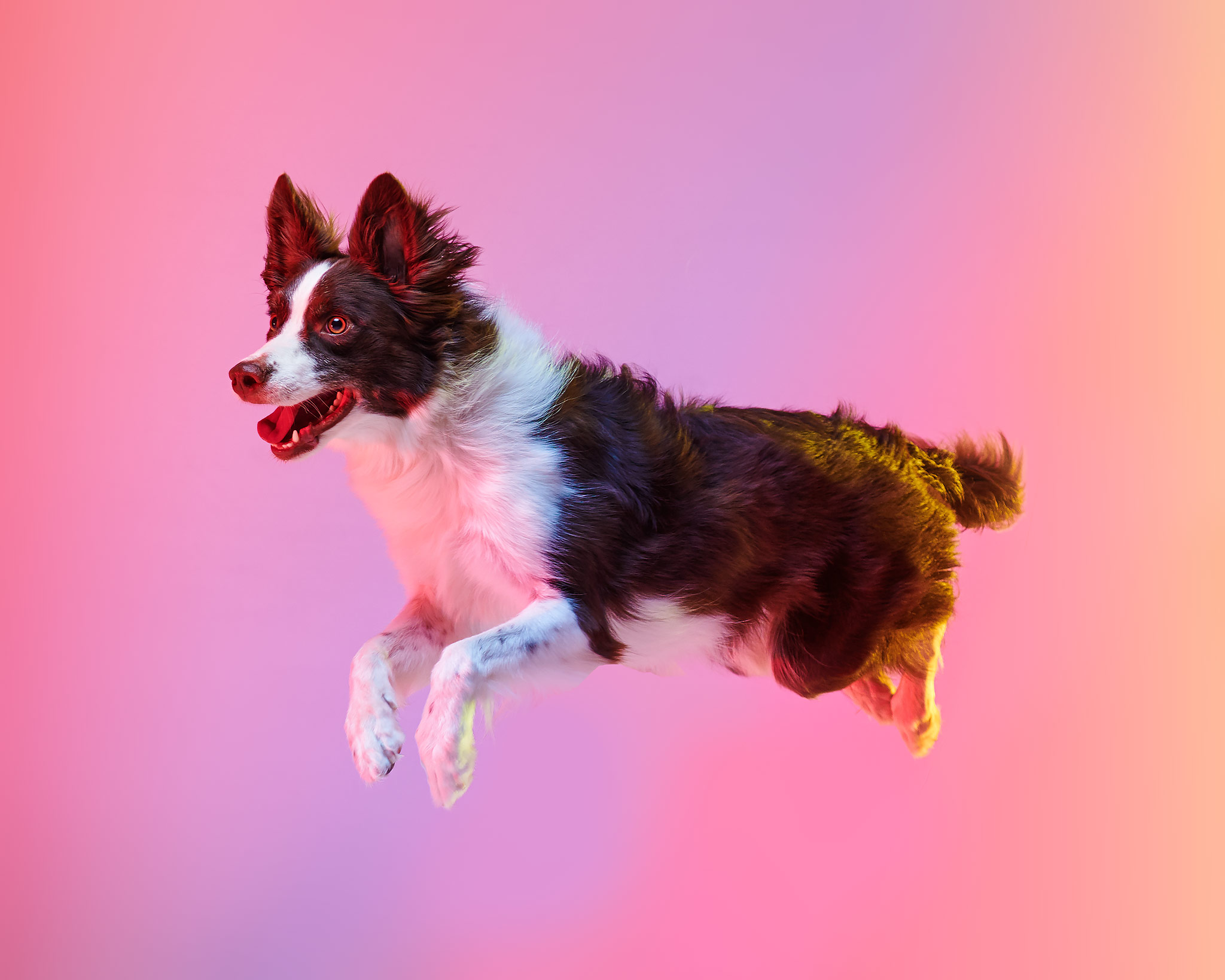 Marvel_Super_Collies_Colored_Lights