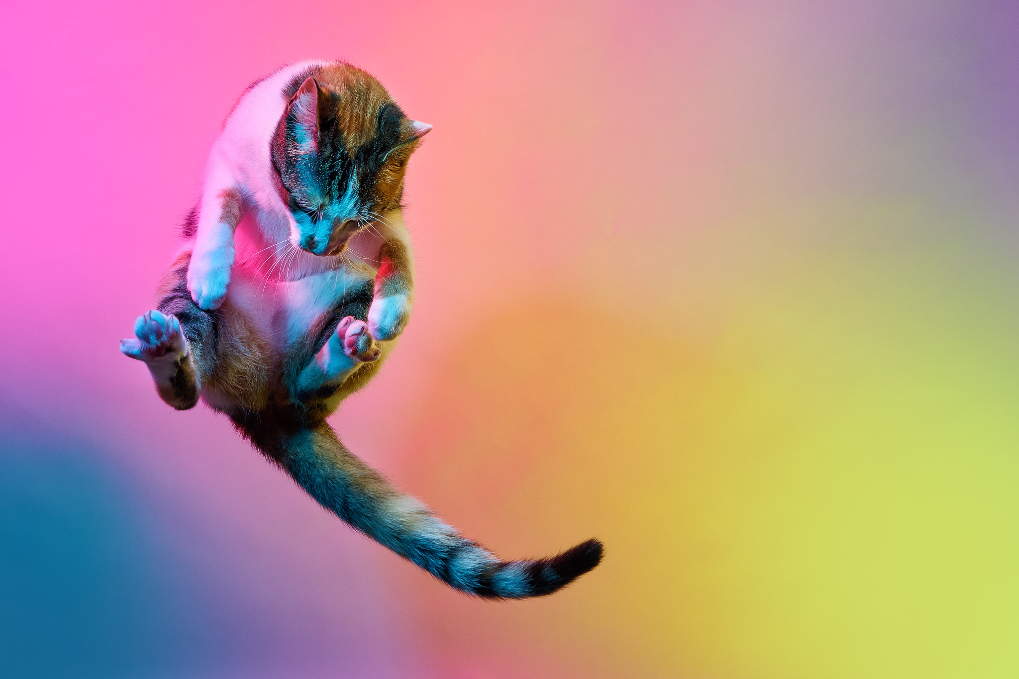 Multi_Colored_Lights_Cat_Studio_Jumping