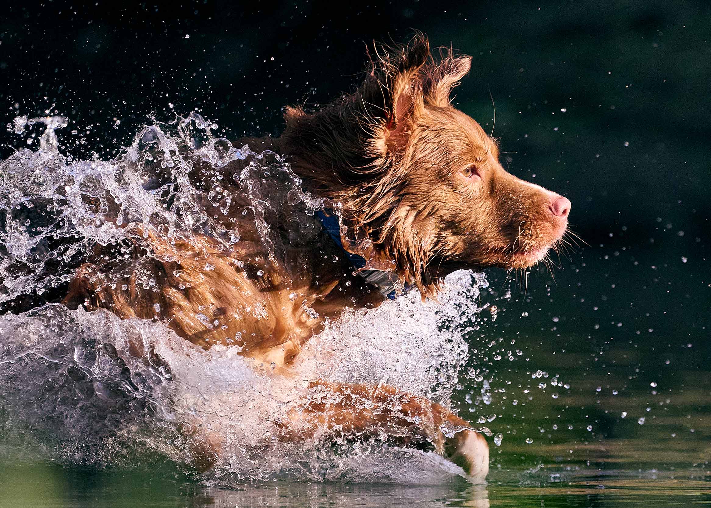 Water_Dogs_4