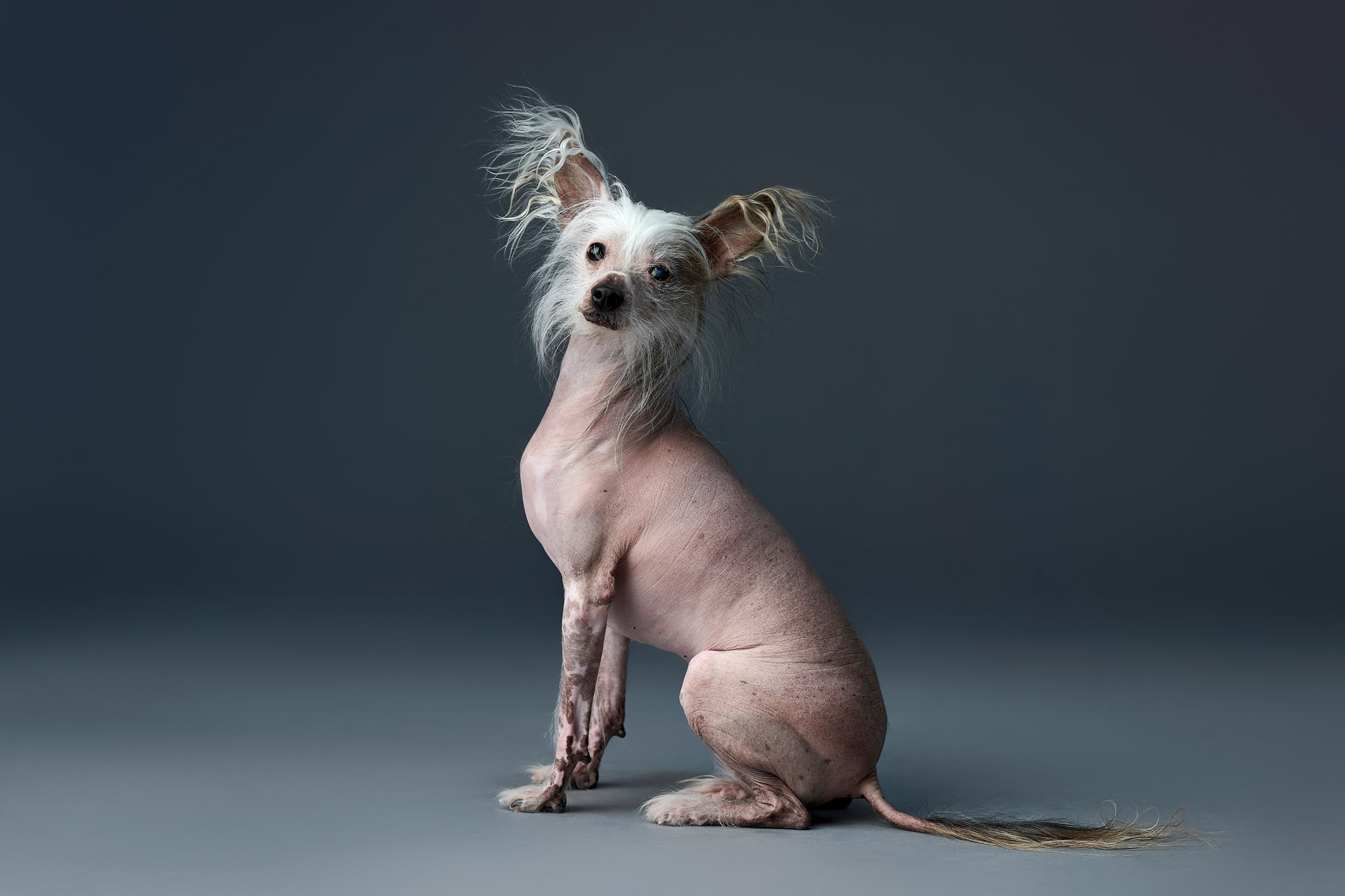 chinese_crested_hairless_dog_studio