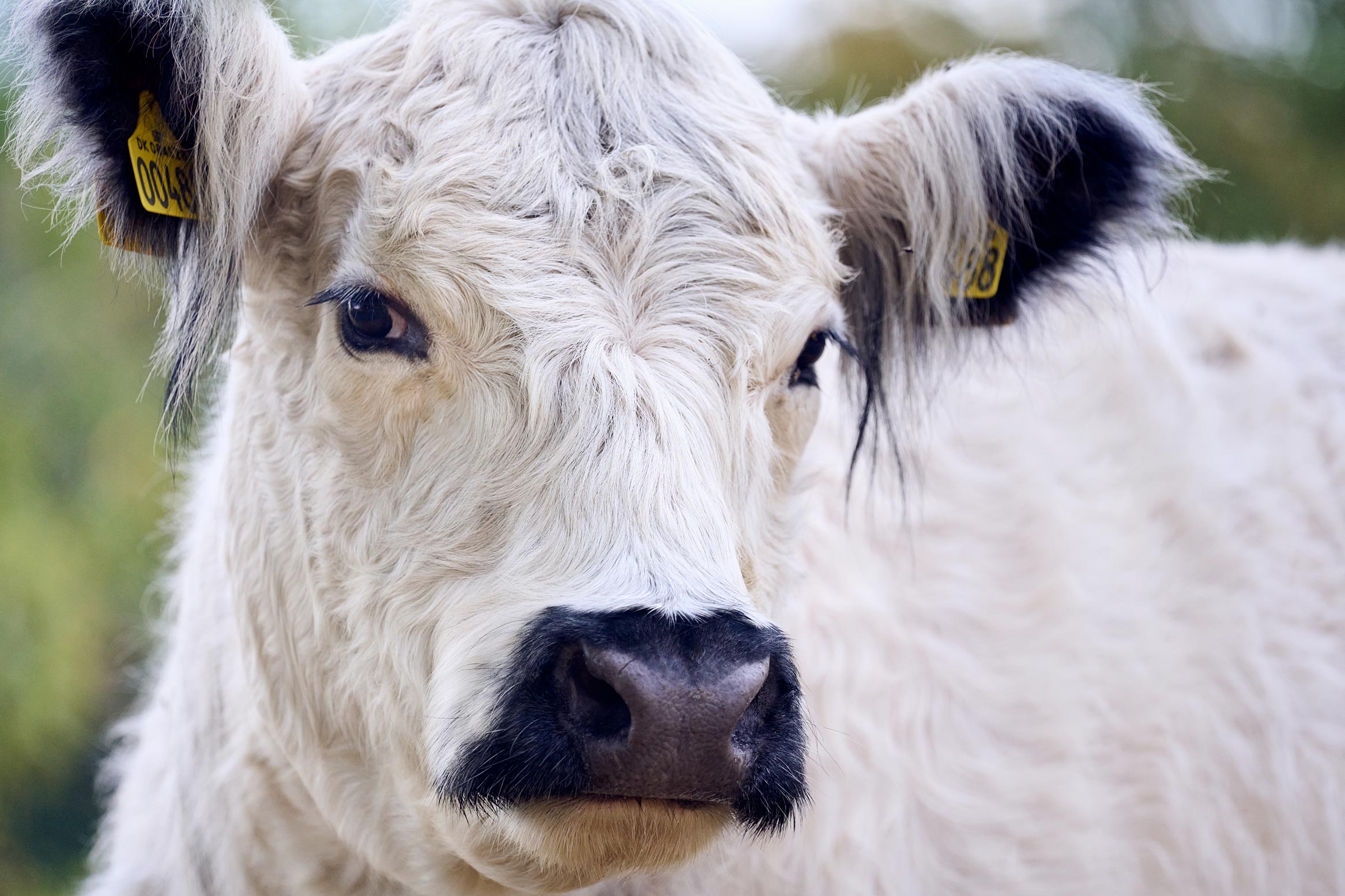 cow_1