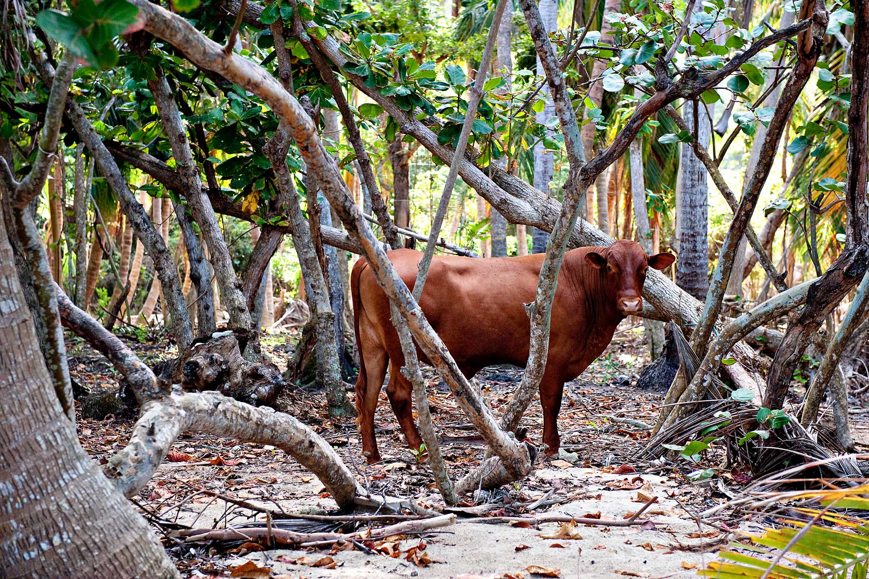 Cow among trees on beach in Tortola, British Virgin Islands.